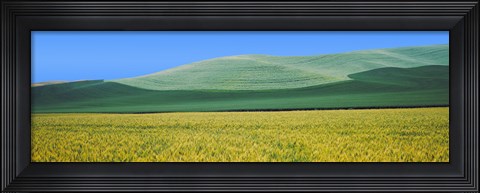 Framed Crops in fields, Palouse, Whitman County, Washington State Print