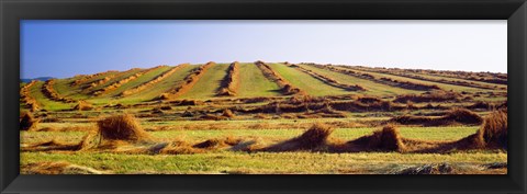 Framed Harvested wheat field, Palouse County, Washington State, USA Print