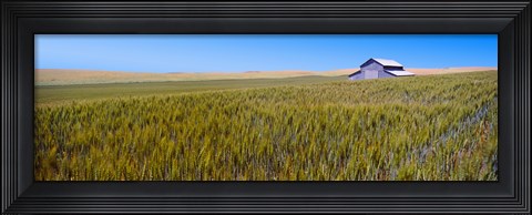 Framed Old barn in a field, Palouse County, Washington State, USA Print