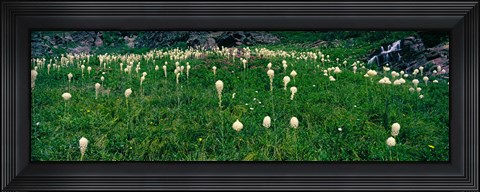 Framed Beargrass (Xerophyllum tenax) on a landscape, US Glacier National Park, Montana Print
