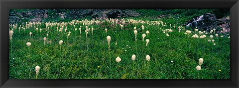 Framed Beargrass (Xerophyllum tenax) on a landscape, US Glacier National Park, Montana Print