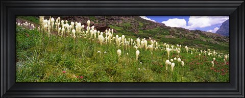Framed Close Up of Beargrass, US Glacier National Park, Montana Print
