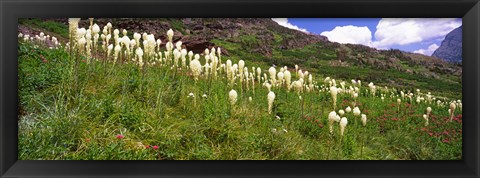 Framed Close Up of Beargrass, US Glacier National Park, Montana Print