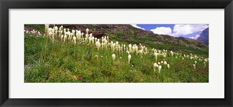 Framed Close Up of Beargrass, US Glacier National Park, Montana Print