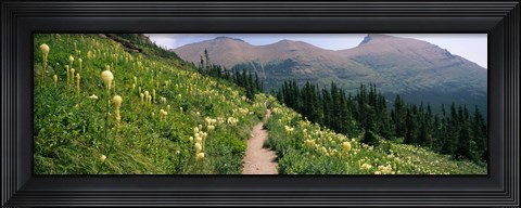 Framed Hiking trail with Beargrass (Xerophyllum tenax) at US Glacier National Park, Montana Print