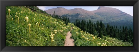 Framed Hiking trail with Beargrass (Xerophyllum tenax) at US Glacier National Park, Montana Print