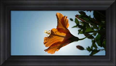Framed Close-up of a Hibiscus flower in bloom, Oakland, California, USA Print