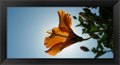 Framed Close-up of a Hibiscus flower in bloom, Oakland, California, USA Print