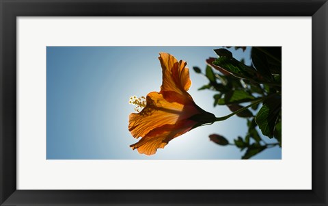 Framed Close-up of a Hibiscus flower in bloom, Oakland, California, USA Print