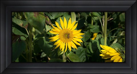 Framed Bee on sunflower, Baden-Wurttemberg, Germany Print