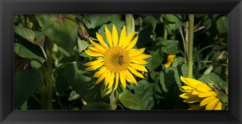 Framed Bee on sunflower, Baden-Wurttemberg, Germany Print