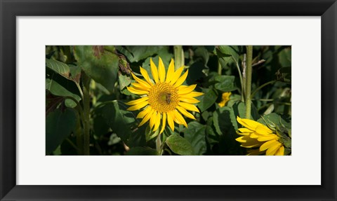 Framed Bee on sunflower, Baden-Wurttemberg, Germany Print