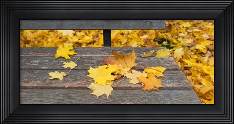 Framed Fallen leaves on a wooden bench, Baden-Wurttemberg, Germany Print