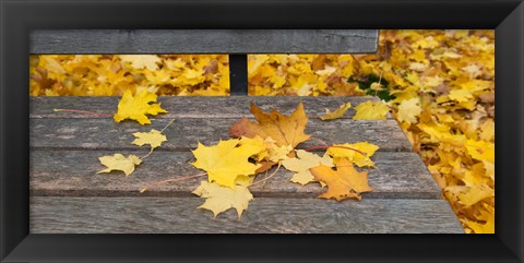 Framed Fallen leaves on a wooden bench, Baden-Wurttemberg, Germany Print