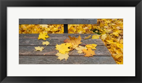 Framed Fallen leaves on a wooden bench, Baden-Wurttemberg, Germany Print