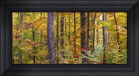 Framed Trees in autumn, Baden-Wurttemberg, Germany Print