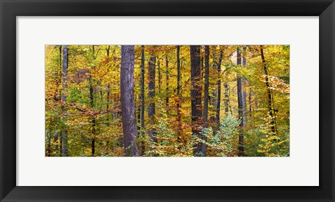 Framed Trees in autumn, Baden-Wurttemberg, Germany Print