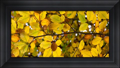 Framed Detail of autumn leaves, Baden-Wurttemberg, Germany Print