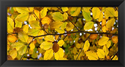 Framed Detail of autumn leaves, Baden-Wurttemberg, Germany Print