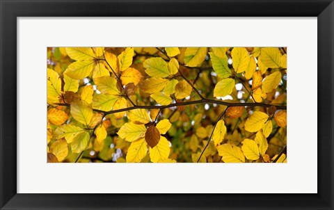 Framed Detail of autumn leaves, Baden-Wurttemberg, Germany Print