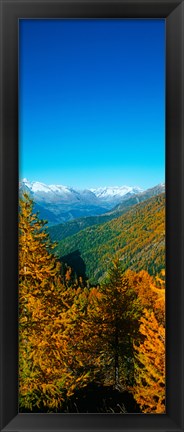 Framed Trees in autumn at Simplon Pass, Valais Canton, Switzerland (vertical) Print