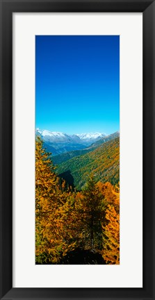 Framed Trees in autumn at Simplon Pass, Valais Canton, Switzerland (vertical) Print