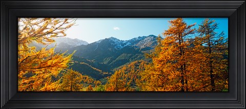 Framed Larch trees in autumn at Simplon Pass, Valais Canton, Switzerland Print
