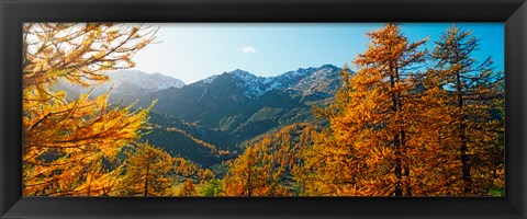 Framed Larch trees in autumn at Simplon Pass, Valais Canton, Switzerland Print