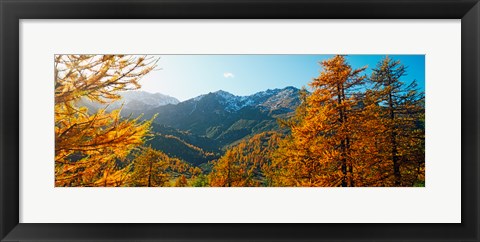 Framed Larch trees in autumn at Simplon Pass, Valais Canton, Switzerland Print