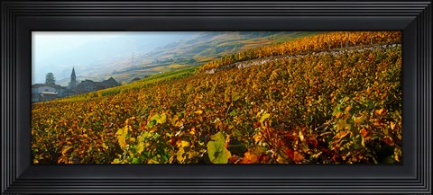 Framed Vineyards and village in autumn, Valais Canton, Switzerland Print