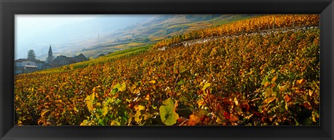 Framed Vineyards and village in autumn, Valais Canton, Switzerland Print