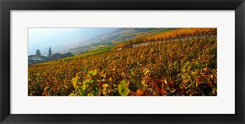 Framed Vineyards and village in autumn, Valais Canton, Switzerland Print