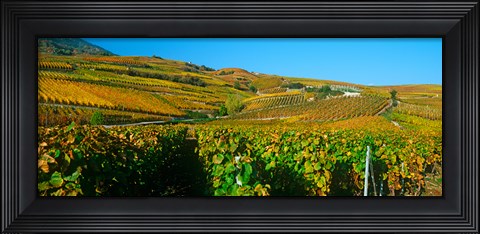 Framed Vineyards in Valais Canton, Switzerland Print