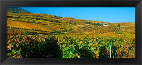 Framed Vineyards in Valais Canton, Switzerland Print