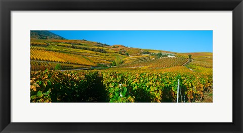 Framed Vineyards in Valais Canton, Switzerland Print