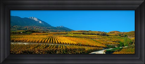 Framed Vineyards in autumn, Valais Canton, Switzerland Print