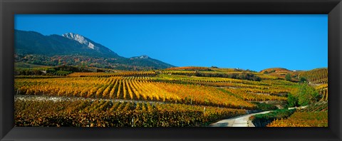 Framed Vineyards in autumn, Valais Canton, Switzerland Print