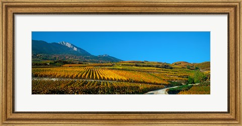 Framed Vineyards in autumn, Valais Canton, Switzerland Print