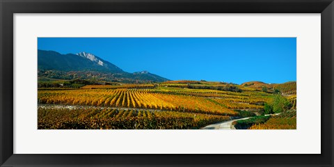 Framed Vineyards in autumn, Valais Canton, Switzerland Print