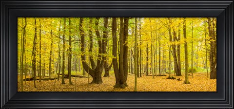Framed Forest in autumn, Letchworth State Park, New York State, USA Print