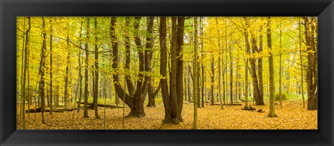 Framed Forest in autumn, Letchworth State Park, New York State, USA Print