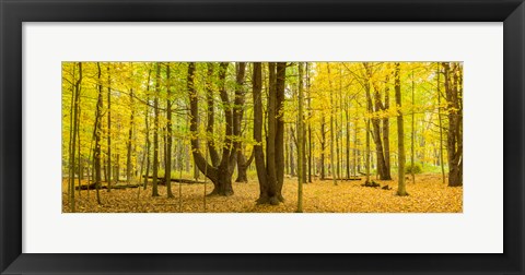 Framed Forest in autumn, Letchworth State Park, New York State, USA Print