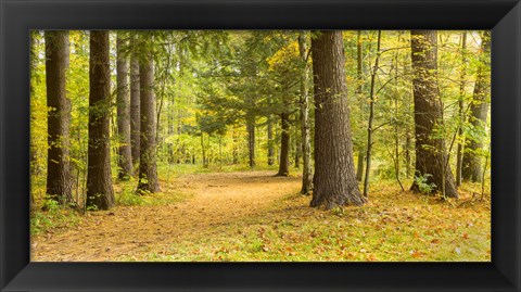 Framed Forest in autumn, New York State, USA Print