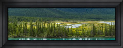 Framed Trees on a hill, Bow Valley Parkway, Banff National Park, Alberta, Canada Print