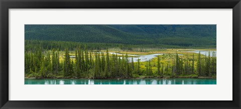 Framed Trees on a hill, Bow Valley Parkway, Banff National Park, Alberta, Canada Print