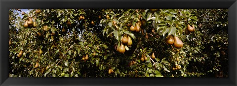 Framed Close Up of Pear trees in an orchard, Hood River, Oregon Print