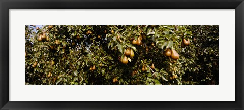 Framed Close Up of Pear trees in an orchard, Hood River, Oregon Print