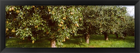 Framed Pear trees in an orchard, Hood River, Oregon Print