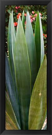 Framed Close-up of a domestic Agave plant, Baja California, Mexico Print