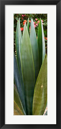 Framed Close-up of a domestic Agave plant, Baja California, Mexico Print